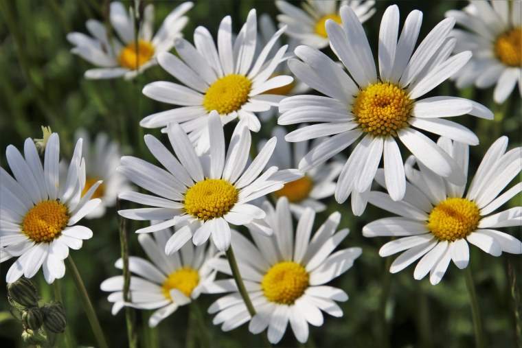 Ромашка Степная Полевая