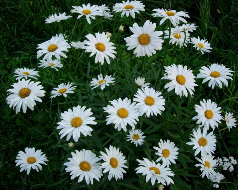 Ромашка Амелия