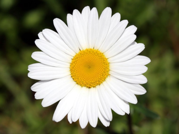 Белые ромашки