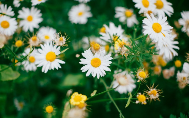 Красивые ромашки