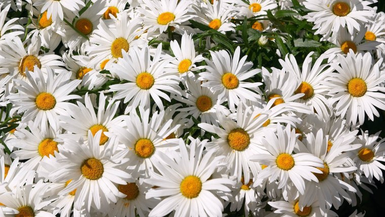 Нивяник обыкновенный