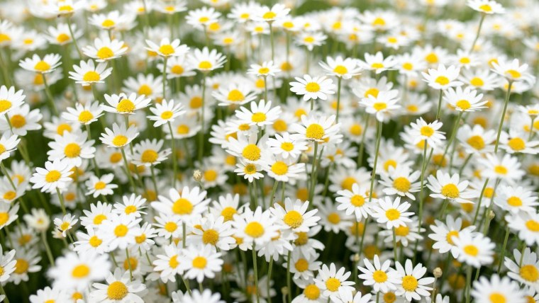 Мойчечак Гули