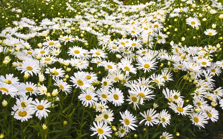 Ромашка мелколистная