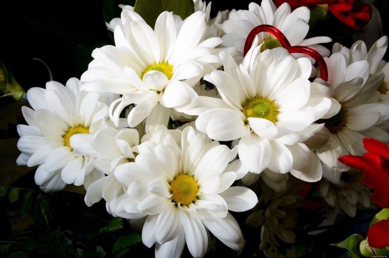 Цветы ромашки хризантемы