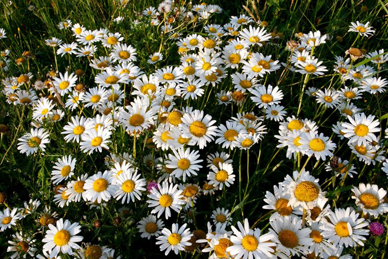 Много ромашек