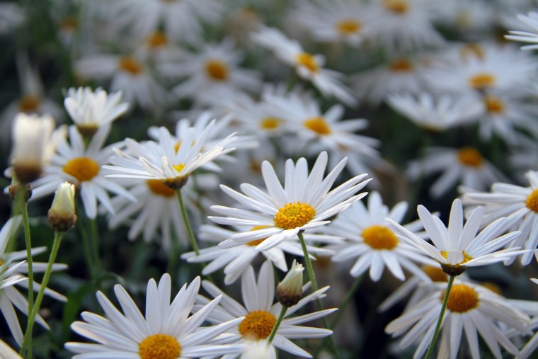 Белые ромашки