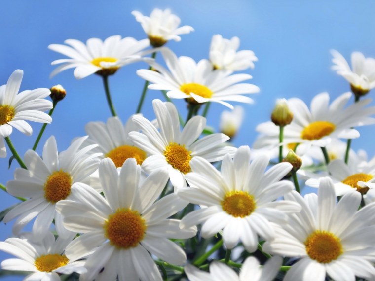 Ромашка цветы