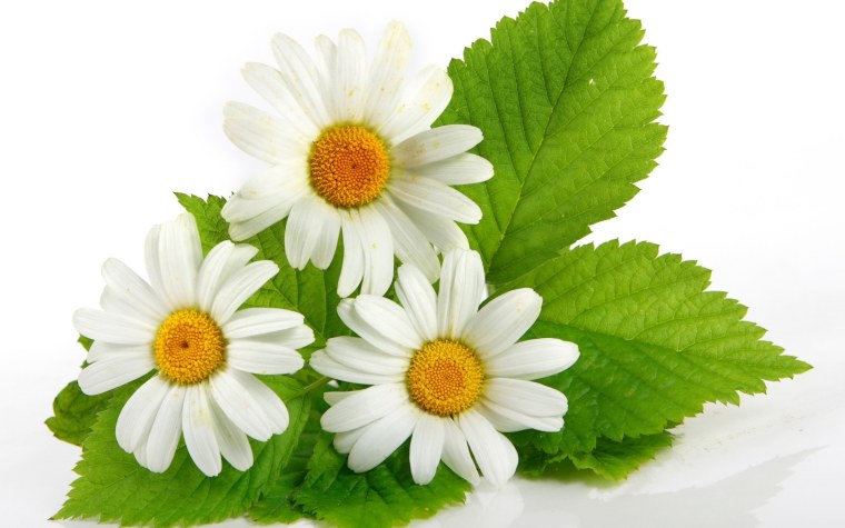 Ромашка цветы