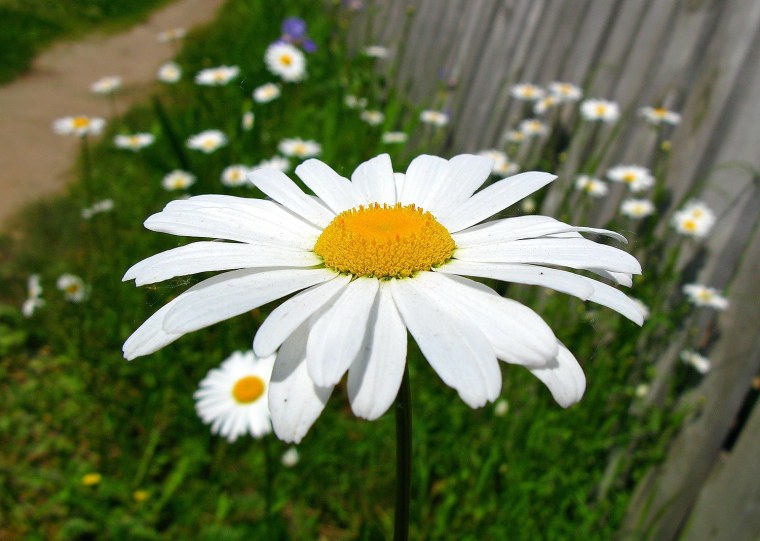 Ромашка Приморская