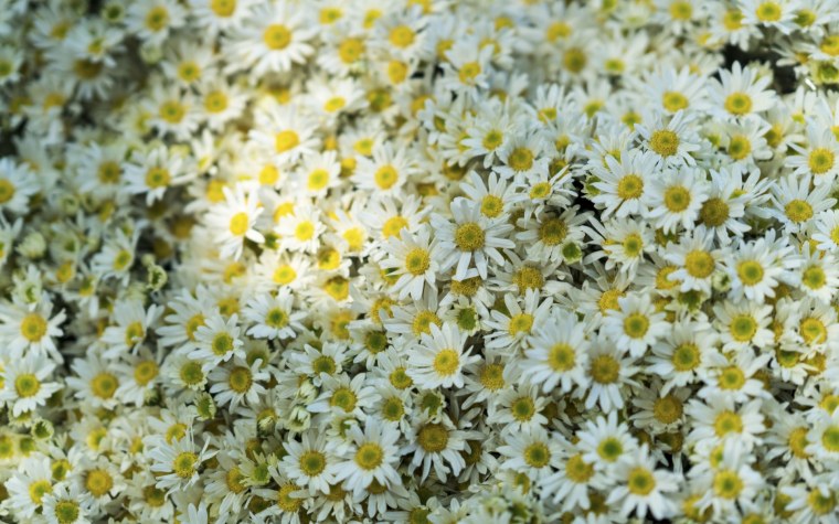 Ромашка настоящая