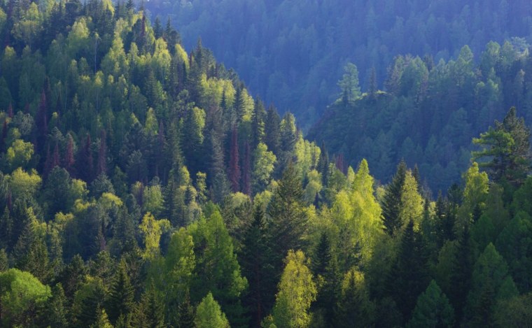 Восточно Сибирская Тайга