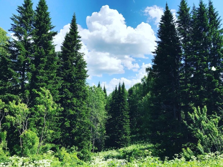 Тайга и широколиственные леса