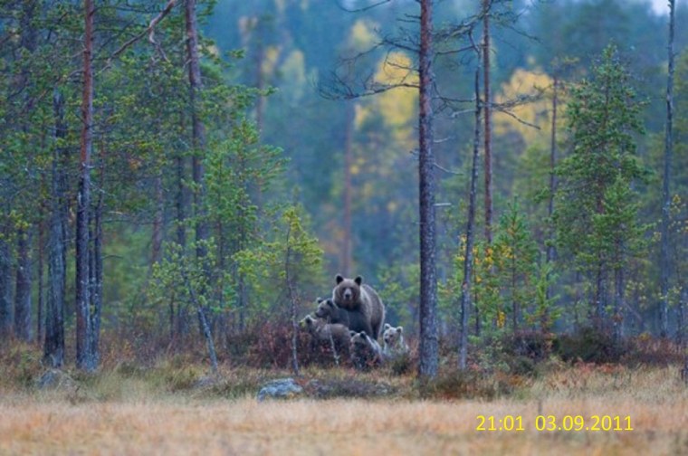 Сибирский, Таежный, Лесной, дикий