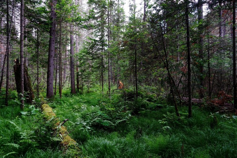 Тайга Флора Красноярский край