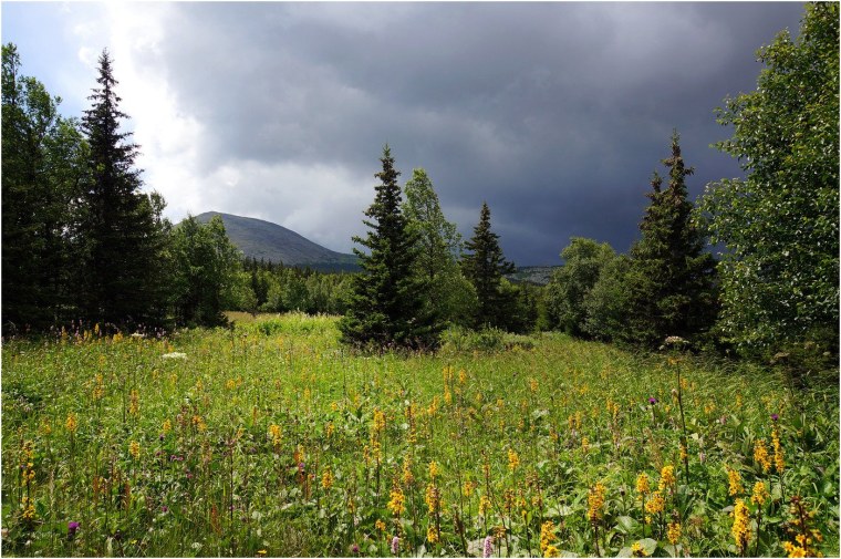 Природа Тайга Сибирь