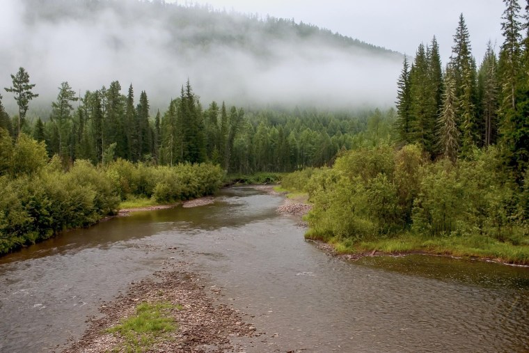 Лес Тайга река Вильва