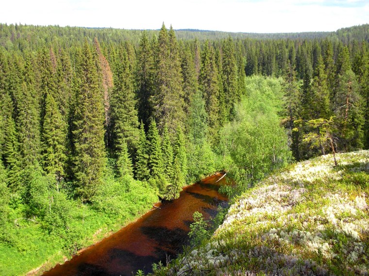 Двинско-Пинежский Лесной массив (Архангельская область)