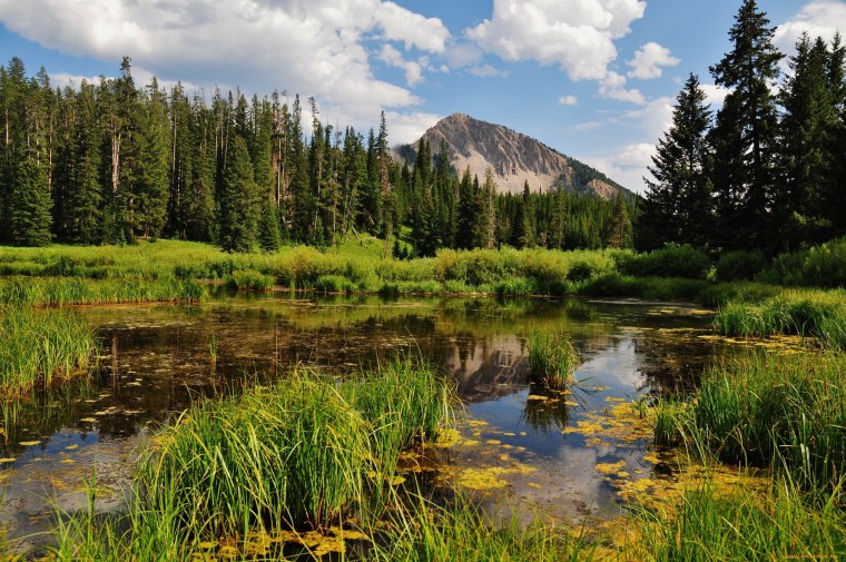 Заболоченная Тайга Сибири