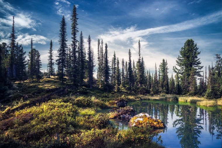 Тайга лес Новосибирск