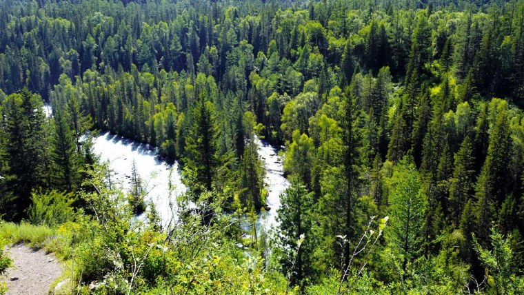 Лес Тайга Сибирь