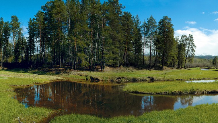 Лесные ручьи Поляны России