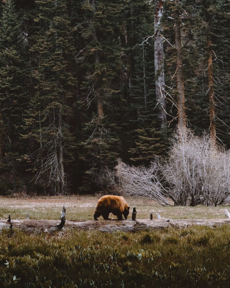 Лес Тайга Сибирь
