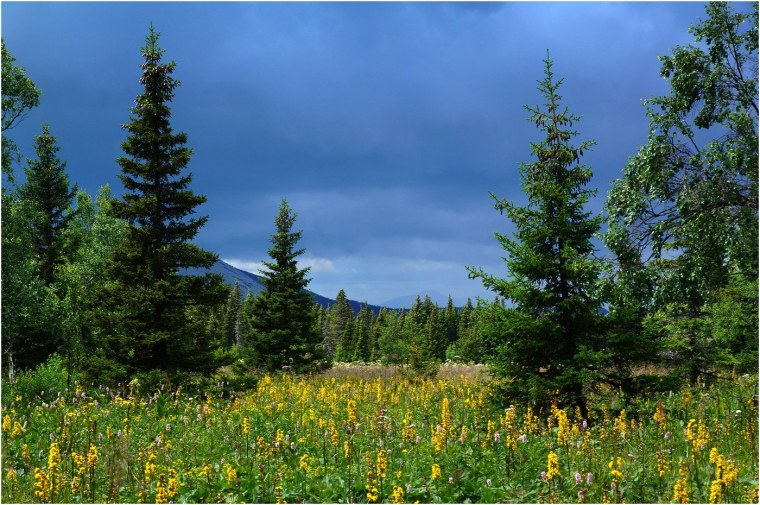 Таежные просторы Западной Сибири