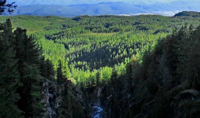 Темнохвойная Тайга Западной Сибири