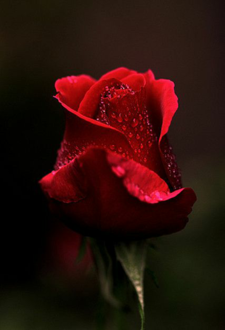 Роза в дыму