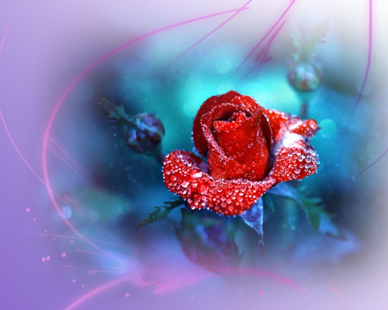 Роза МАЛЕДИКТА