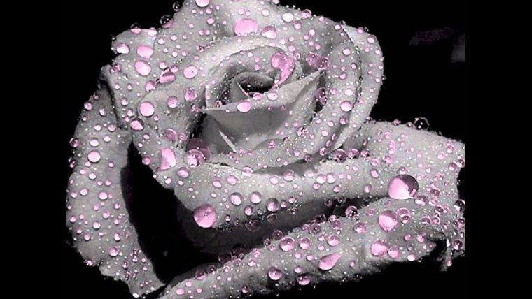 Красивые цветы