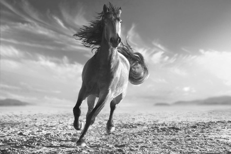 Картинки лошадей