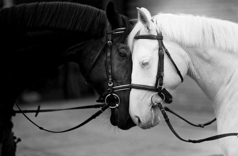 Лошадь черно белая