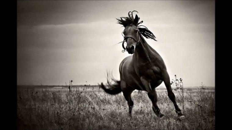 Конь черно белый