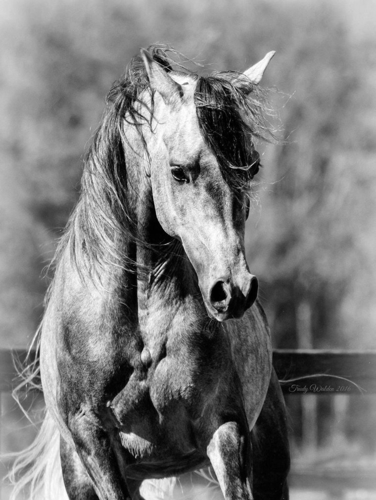 Чёрно-белая лошадь