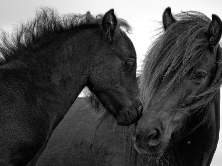 Пара лошадей