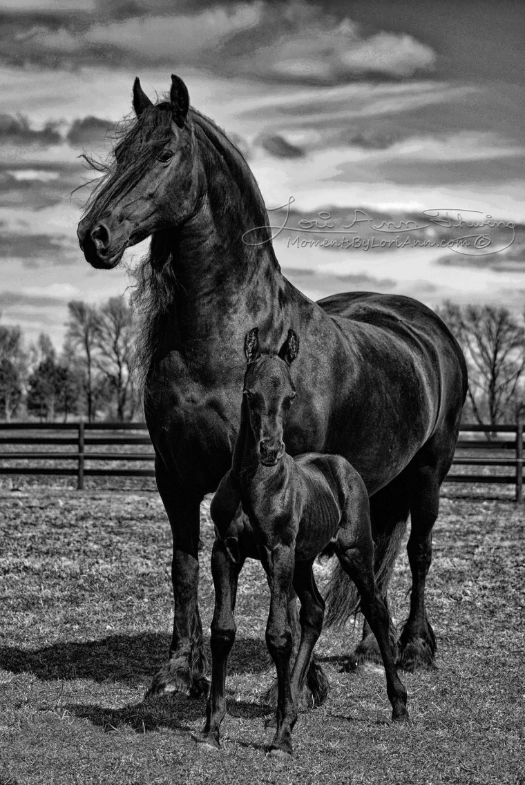 Красивый черный конь