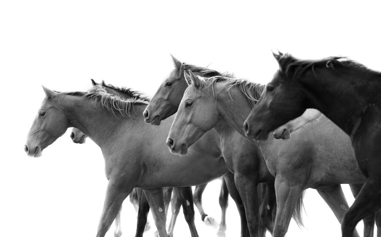 Табун лошадей на белом фоне