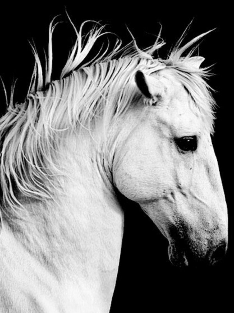 Морда лошади черно белая