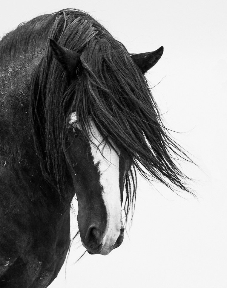 Лошадь черный