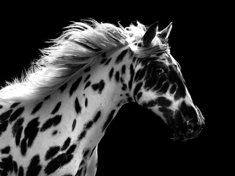 Красивые черно белые лошади
