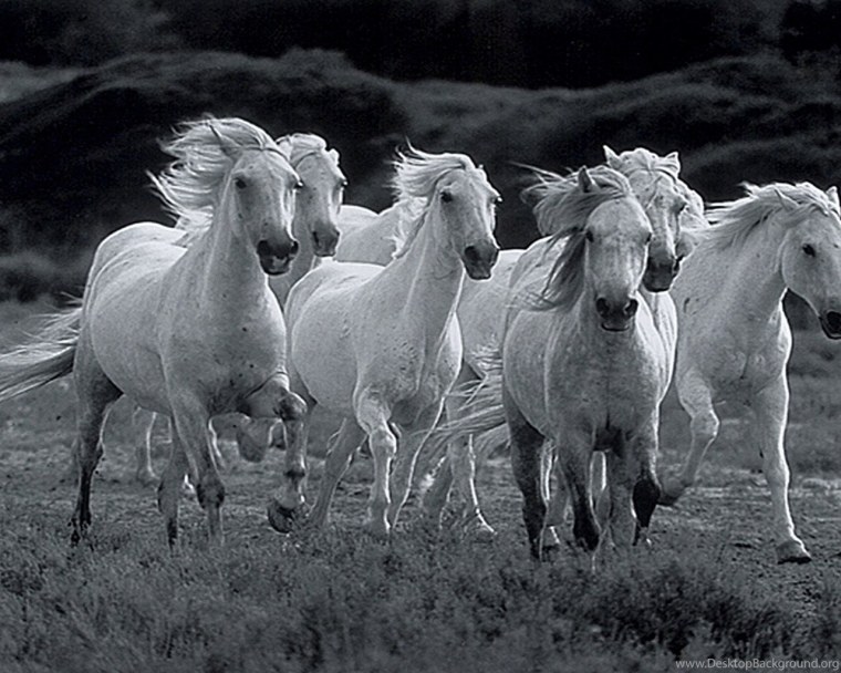 Табун белых лошадей