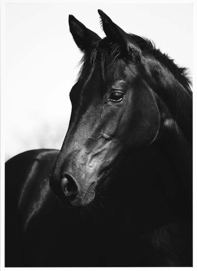 Лошади в черно белом цвете