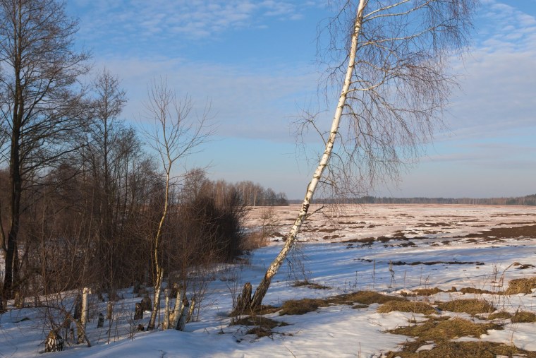 Первые проталины фото