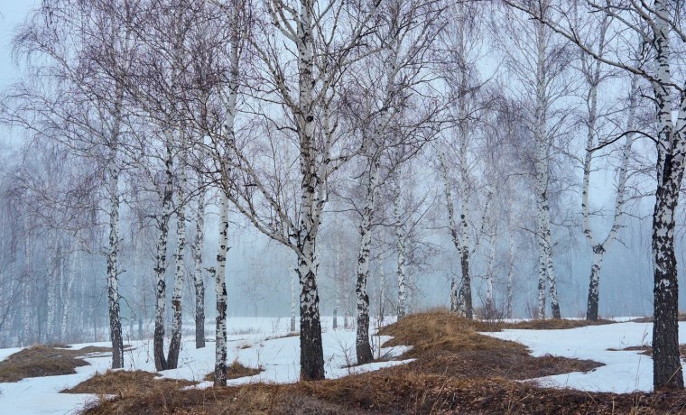 Береза ранней весной