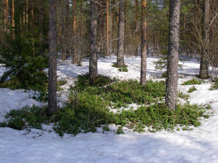 Весенние проталины