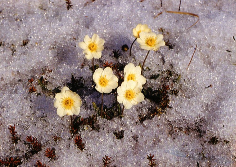 Апрель ручьи проталины подснежники