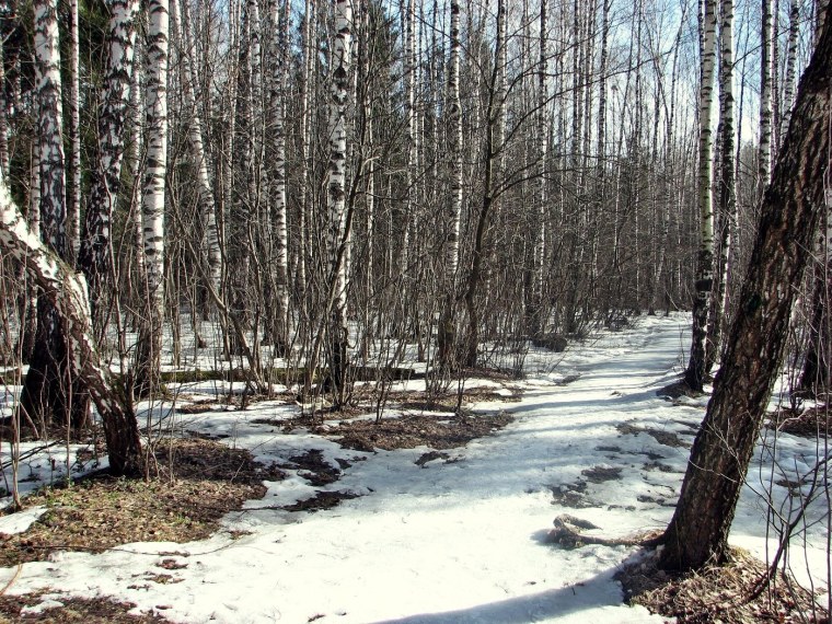 Растения под снегом