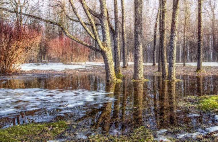 Ранняя Весна с проталинами подснежниками