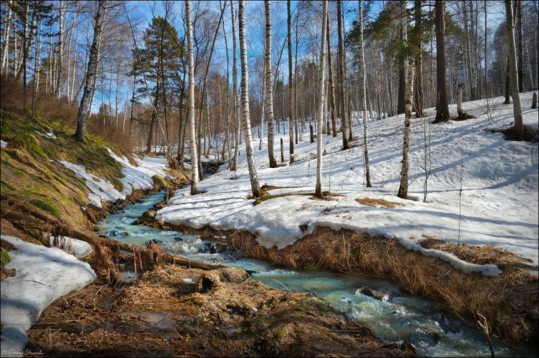 Проталины вокруг деревьев